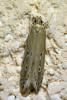 Limnaecia phragmitella